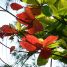 Terminalia catappa