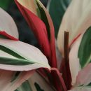 Stromanthe sanguinea “Triostar”