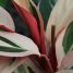 Stromanthe sanguinea “Triostar”