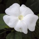 Thunbergia fragrans