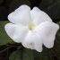 Thunbergia fragrans