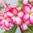 Aprenda como cuidar das suas rosas-do-deserto