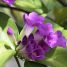 Mansoa difficilis