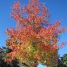 Liquidambar styraciflua