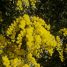 Acacia podalyriifolia