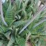 Aloe maculata