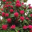 Rhododendron arboreum