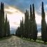 Cupressus sempervirens