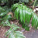 Rhaphidophora decursiva