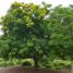 Cassia leptophylla