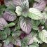 Strobilanthes alternata
