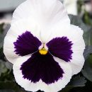 Viola x wittrockiana