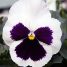 Viola x wittrockiana
