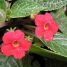 Episcia cupreata