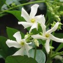 Trachelospermum jasminoides