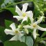 Trachelospermum jasminoides