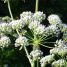 Conium maculatum