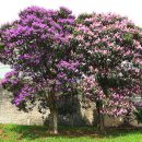Tibouchina granulosa