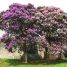 Tibouchina granulosa