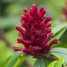 Zingiber officinale