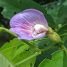 Clitoria fairchildiana