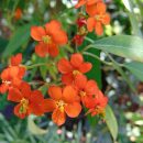 Euphorbia fulgens