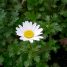 Leucanthemum paludosum