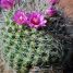 Mammillaria zeilmanniana