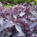 Tradescantia pallida “Purpurea”
