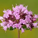 Origanum vulgare