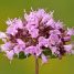 Origanum vulgare