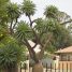 Pachypodium lamerei