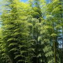 Phyllostachys pubescens