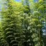 Phyllostachys pubescens