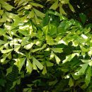 Caryota mitis
