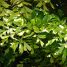 Caryota mitis