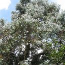 Eucalyptus cinerea
