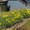 Coreopsis lanceolata