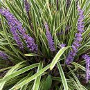 Liriope muscari “Variegata”