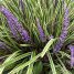 Liriope muscari “Variegata”