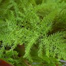 Asparagus setaceus
