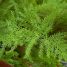 Asparagus setaceus