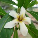Genipa americana