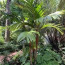 Areca vestiaria
