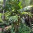 Areca vestiaria