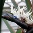 Strelitzia augusta