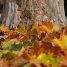 Platanus × hispanica