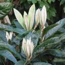 Eriobotrya japonica