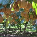 Actinidia chinensis