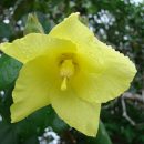 Hibiscus pernambucensis